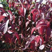 Zdjęcie Krzew Ozdobny Dereń Biały Cornus Alba 'Siberian Pearls' Do Ogrodu - Radziejów