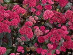 Zdjęcie Szkółka Szotek Rozchodnik Karpacki Red Cauli - Katowice