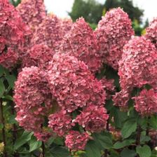 Zdjęcie Hortensja Queen Mount Rose C2 Hydrangea Paniculata Ozdobna Roślina Rabatowa - Kleczew