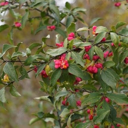 Euonymus Europaeus - Trzmielina Pospolita Krzew Z Czerwonymi Owocami