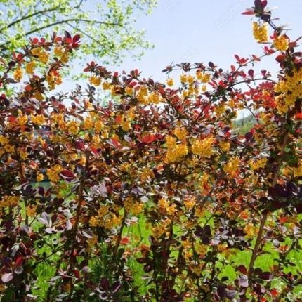 Berberys Ottawa Superba Żółta/ Zielona - Krzew Ozdobny C2