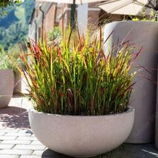 Zdjęcie Imperata Czerwona 'Red Baron' C2 Trawa Ozdobna, Imperata Cylindrica - Kleczew