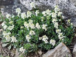 Zdjęcie Szkółka Szotek Gęsiówka Suendermanna - Rybnik