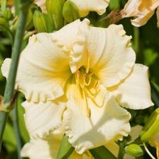 Zdjęcie Liliowiec Longfields Pearl C2 Długo Kwitnąca Odmiana - Ciechocinek