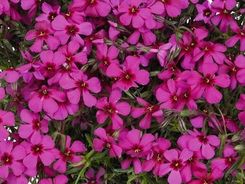 Zdjęcie Szkółka Szotek Floks Szydlasty Spring Scarlet - Katowice