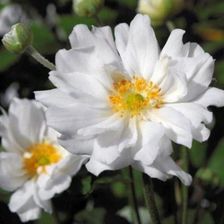 Zdjęcie Zawilec Japoński Anemone Japonica 'Whirlwind' - Sadzonki Do Ogrodu - Barcin