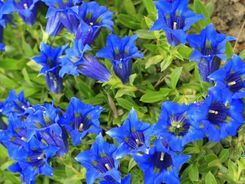 Zdjęcie Szkółka Szotek Goryczka Bezłodygowa - Ustroń