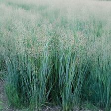 Zdjęcie Proso Rózgowate Prairie Sky C2 Wysoka Niebieska Trawa Ozdobna - Kleczew