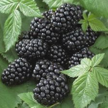 Zdjęcie Jeżyna 'Prime-Ark 45' Rubus fruticosus - Janowiec Wielkopolski