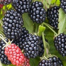 Zdjęcie Jeżyna 'Chester' Rubus fruticosus  - Inowrocław