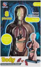 Zdjęcie Mega Creative Zestaw Naukowca Anatomia Człowieka - Grodzisk Mazowiecki