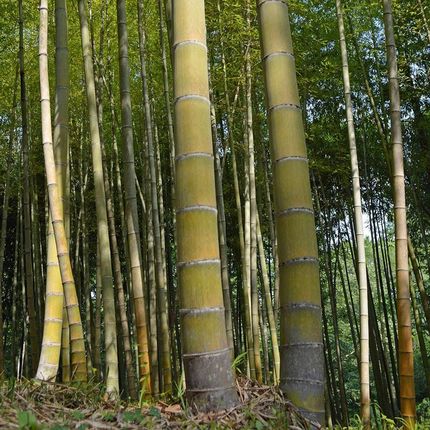Hurtpol Nasiona Bambus Moso Bamboo - Ceny i opinie - Ceneo.pl