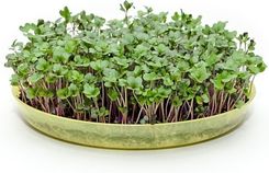 Zdjęcie Toraf Jarmuż Czerwony Red Russian 1Kg - Kąty Wrocławskie