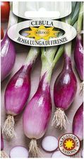 Zdjęcie Planta Nasiona Cebula Rossa Lunga Di Firenze 1G - Ożarów Mazowiecki