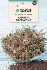 Zdjęcie Winoszarnia Nasiona Na Kiełki Kapusta Czerwona Toraf 326 - Kutno
