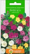 Zdjęcie Garden Number One Dziwaczek Świcąca Nasiona 2g - Witkowo