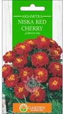 Zdjęcie Garden Number One Aksamitka Niska Red Cherry Nasiona 1g - Resko