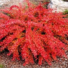 Zdjęcie Berberys Orange Carpet - pomarańczowy (Berberis thunbergii) C2 - Piotrków Kujawski
