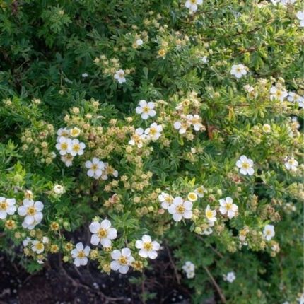 Pięciornik krzewiasty Potentilla fruticosa Abbotswood C1.5 biały krzew