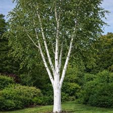 Zdjęcie Brzoza pożyteczna Doorenbos - białokora (Betula utilis) C4,5 - Solec Kujawski