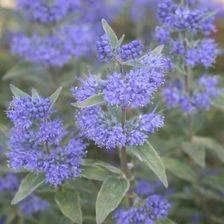 Zdjęcie Barbula kladońska Heavenly Blue - niebieska (Caryopteris ×clandonensis) C2 - Bydgoszcz