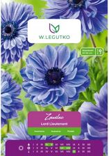 Zdjęcie W.Legutko Zawilec Lord Lieutenant Niebieski 8Szt. - Nałęczów