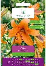 Zdjęcie W.Legutko Lilia Orange Space Pomarańczowa 1Szt. - Stoczek Łukowski