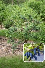 Zdjęcie Jagoda Kamczacka Aurora Sadzonka 20-40 cm - Nieszawa