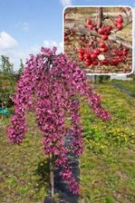 Zdjęcie Jabłoń jagodowa Pendula (Malus baccata) Sadzonka 100-140cm - Barcin