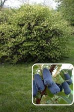 Zdjęcie Jagoda Kamczacka Honeybee Sadzonka 40-60 cm - Inowrocław