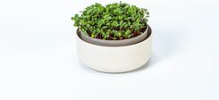 Zdjęcie Kiełkownica 16 Cm Beżowy Plastia (8590415018452) - Włodawa