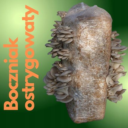 Grzybnia Boczniaka Do Uprawy Domowej 15kg Planto