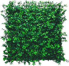 Zdjęcie Panel Bukszpan Zielony 50x50 cm 4007871299805 - Izbica Kujawska