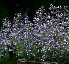 Zdjęcie Kalaminta mniejsza - Calamintha nepeta 'Marvelette Blue' - Łaskarzew