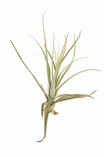Zdjęcie DIXIE STORE Tillandsia Straminea 17–20 cm Oplątwa Air Plants - Dukla