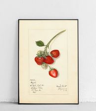 Zdjęcie plakat Truskawka 2 Poster Polytechnic 17513 - Orneta