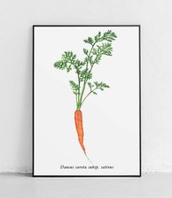 Zdjęcie plakat Marchew zwyczajna Poster Polytechnic 11586 - Orneta