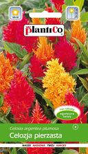 Zdjęcie PlantiCo Celozja Pierzasta Mix 0,5G 5901363410268 - Bartoszyce
