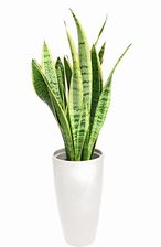 Zdjęcie Dixie Store Sansewieria Laurentii Wężownica (Sansevieria) P14 - Bisztynek