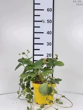 Zdjęcie Truskawka Rosana F1 Sadzonka 10-20 Cm - Mogilno