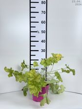 Zdjęcie Heuchera 'World Caffe Lime Americano' Żurawka Biały 1szt. 2-3l - Toruń
