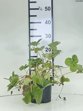 Zdjęcie Truskawka Elan F1 Sadzonka 10-20 Cm - Szubin
