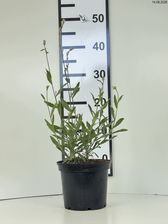 Zdjęcie Gaura Lindheimera 'Graceful Blush' Różowy 1szt. 2-3L - Ślesin