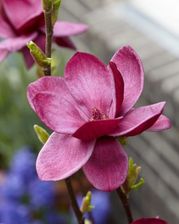 Zdjęcie Magnolia 'Genie' PBR C3 - Mogilno