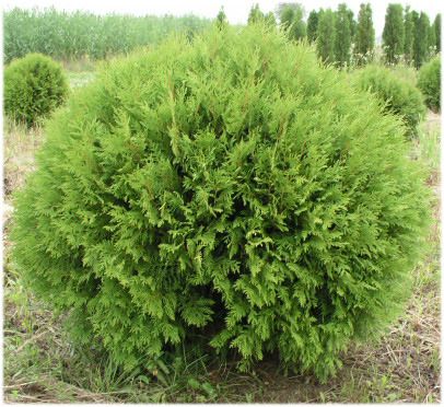 zimmerpflanze mit langen blttern Riesen-Palmlilie Yucca Elephantipes verzwe Zimmerpflanze 45cm