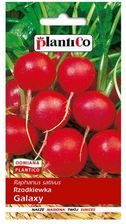 Zdjęcie Plantico Rzodkiewka galaxy 12g - Mosina