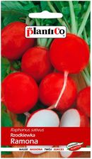Zdjęcie Plantico Rzodkiewka Ramona 10g - Ryglice