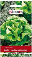 Zdjęcie Plantico Sałata zimowa Nansen'S - Łomża
