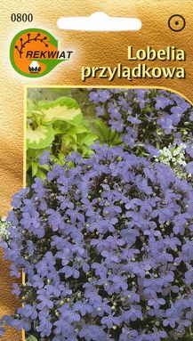 Rekwiat Lobelia Przylądkowa Mitternachstblau