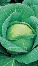 Zdjęcie Torseed Kapusta biała Ditmarska Najwcz.2g T - Mordy